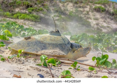 A Kemp's Ridley sea turtle, critically endangered, with a radio transmitter on its shell or carapace, lays in the sand dunes exhausted after just laying a large of clutch at a beach in Texas. 
