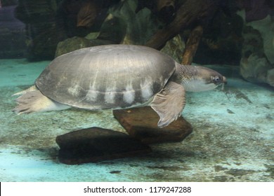 Kemp's ridley sea turtle (Lepidochelys kempii)