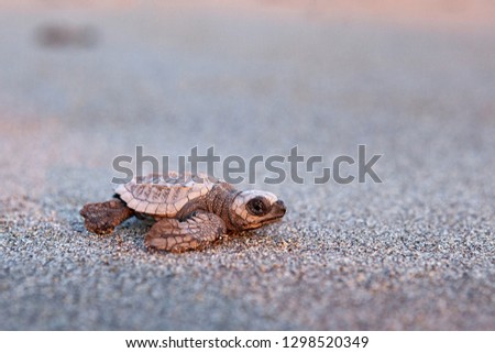 Kemp's ridley sea turtle on the sand beach of Mexico (Chiapas)