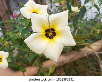 Kendari, Southeast Sulawesi - 12 November 2020: Duha flowers bloom in the morning - Shutterstock ID 1852393231