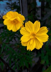Kenikir Sulfur Flower Or Cosmos Sulphureus, A Flowering Plant That Is A Habitat For Small Insects. Yellow