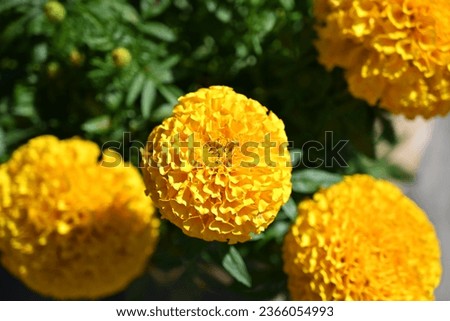 kenikir or Tagetes erecta This plant has a very strong aroma but has very beautiful flowers, has bright orange or yellow flowers mexico latina america