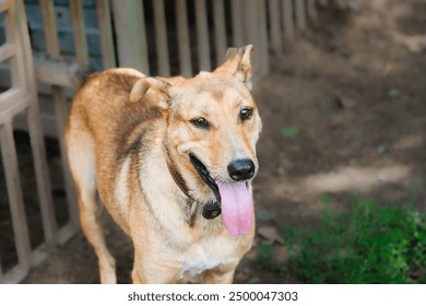 Kennel for animals a dog shelter Homeless dogs in cages animal enclosure autdoor - Powered by Shutterstock