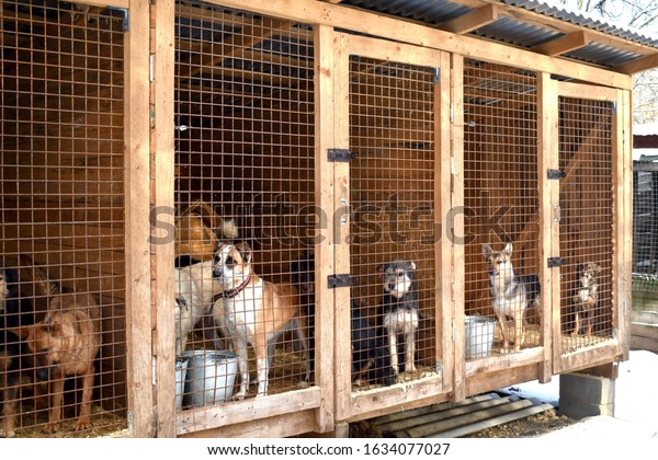 Kennel for animals. a dog shelter.\
Homeless dogs in cages. animal enclosure\
autdoor