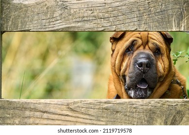 Kennel Club Registered Dog Breed, A Lone Shar Pei Looking At The Camera Through A Wooden Fence, United Kingdom