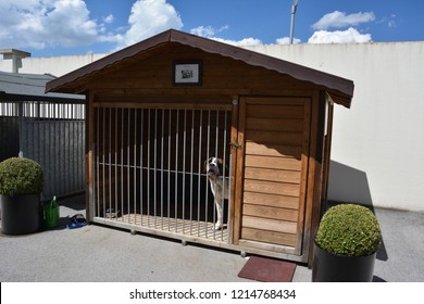 largest dog kennel