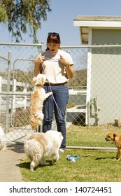 A Kennel Worker Plays With Several Small Dogs.