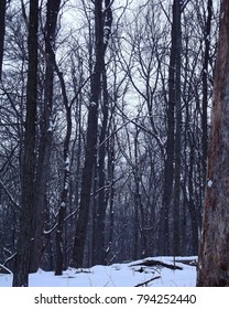 The Kensington Metropark Woods.