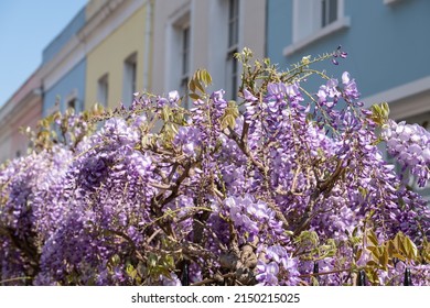 Kensington UK. April 2022. Wisteria vine with stunning purple flowering blooms growing on row of colourful terrace houses, photographed in Kensington London UK on a sunny day.