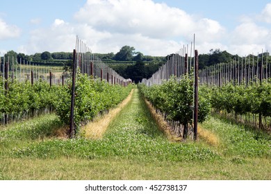 Kent Apple Orchard UK In Early Summer