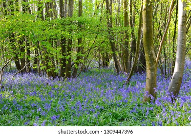 Kent Bluebells In Full Bloom 