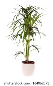 Kentia Palm Tree
