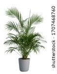 Kentia Palm Tree grey in pots. Houseplant isolated on white background