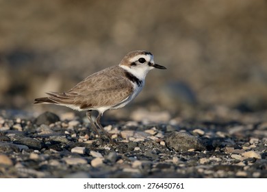 Bilder Stockfoton Och Vektorer Med Charadrius Alexandrinus Shutterstock