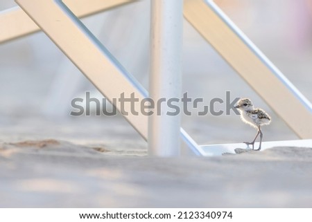 Kentish plover chick between deckchairs on the beach