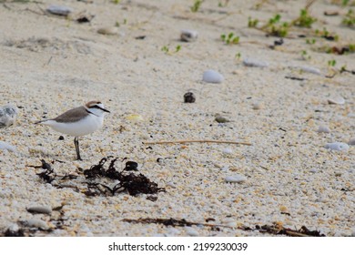 Kentish Plover On A Brittany Beach