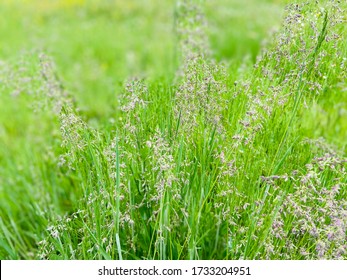 Kentucky Bluegrass ( Poa Pratensis ) - Fresh Green Meadow Grass Background.