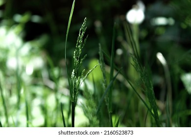 Kentucky Bluegrass, Smooth Meadow, Common Meadow Grass