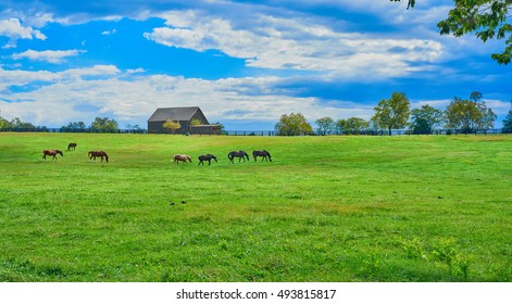 Kentucky Horse Farm