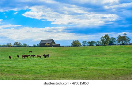 Kentucky Horse Farm