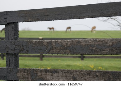 Kentucky Horse Farm Near Lexington, KY USA