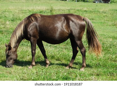 Kentucky Mountains Saddle Horse Pregnant Mare