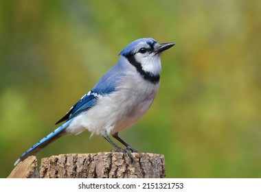 Kentucky's colorful giant blue jay, guardian of the forest, perching near garden on small tree stump, looking for hidden treats-Urban wildlife photography