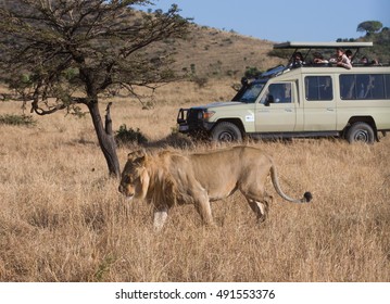 Kenya 2016 Year August 22 . Jeep Safari On The Kenya Savannah