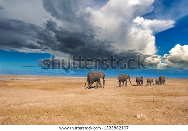 Kenya. Africa. African elephants. A group of\
elephants in the savannah. Sunny day. Animals of Kenya. Safari in\
Africa. Migration of elephants. Herd of elephants. Evening in the\
African savannah.