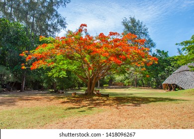 Kenya. Africa. Delonix Royal Tree. Large Blooming Red Flowers Tree With A Spreading Crown.  