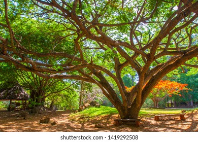 Kenya. Africa. Delonix Royal Tree. A Large Tree With A Spreading Crown. Kenyan Tropical Trees. African Plants. Nature Kenya.