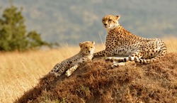 KENYA - AUGUST 11: African Cheetahs (Acinonyx Jubatus) On The Masai Mara National Reserve Safari In Southwestern Kenya.