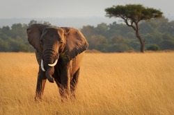 KENYA - AUGUST 12: An African Elephant (Loxodonta Africana) On The Masai Mara National Reserve Safari In Southwestern Kenya.