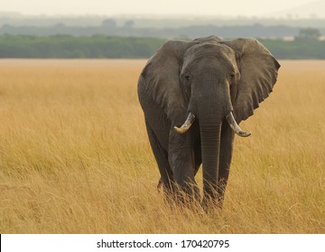 KENYA - AUGUST 12: An African Elephant (Loxodonta africana) on the Masai Mara National Reserve safari in southwestern Kenya.