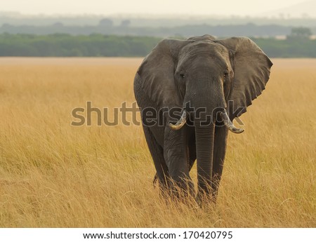 KENYA - AUGUST 12: An African Elephant (Loxodonta africana) on the Masai Mara National Reserve safari in southwestern Kenya.