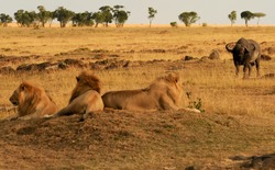 KENYA - AUGUST 9: African Lions (Panthera Leo) On The Masai Mara National Reserve Safari In Southwestern Kenya.