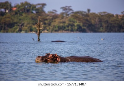 Kenya. Lake Naivasha. Hippo In The Water Relaxing.