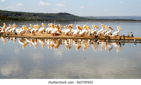 Kenya, Lake Nakuru National Park