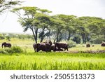 Kenya Landscapes Wildlife Natural Habitat Fauna Plants vegetations Panoramic Scenic Views grasslands Savannah  Lewa Wildlife Conservancy is located in northern Kenya. It was formed in 1995 and is a wi