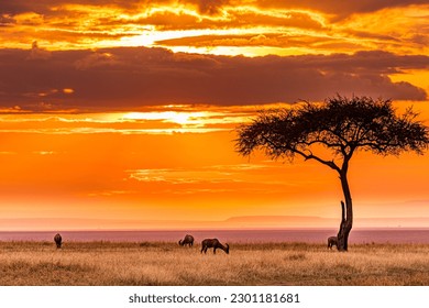 Kenya Magical Sunset Sundowner Lone Tree Antelope Wildlife Animal Grazing In The Maasai Mara National Game Reserve Park Narok County Great Rift Valley Golden Clouds Hilly Mountain Savannah Grasslands
