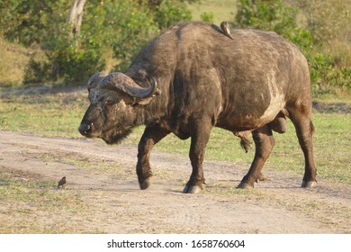 parásito en la sabana africana