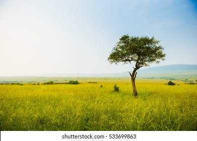 Kenya Masai Mara Park Savannah Stunning Landscape With A Single Tree