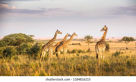 Kenya Safari Mara