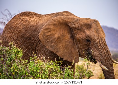 Kenya. Samburu National Reserve. Elephant.