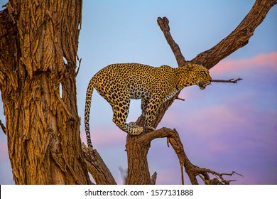 Kenya. Samburu National Reserve. Leopard.