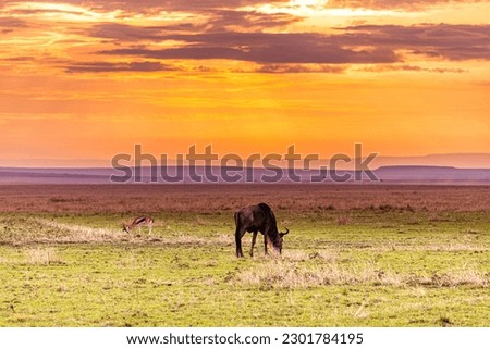 Kenya Sunset Sunrise Sundowner Wildebeest And Thomson Gazelle Wildlife Animal Grazing Savannah Grassland Hilly Background In Maasai Mara Game Reserve National Park Narok County Kenya East Africa Great