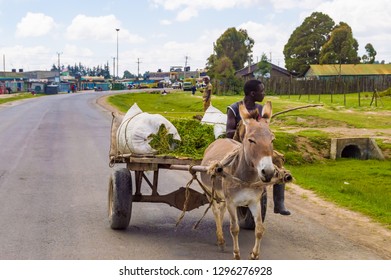 KENYA, THIKA - 03 JANVIER 2019 :Young Kenyan Farmer On A Wooden Cart