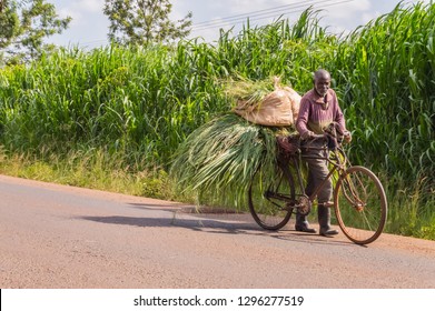 KENYA, THIKA - 28 DECEMBRE 2018 :Elderly Kenyan Farmer Carrying