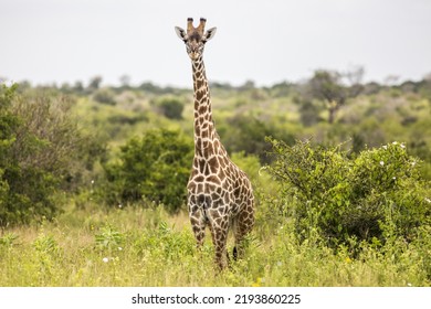 Kenya: Tsavo West National Park