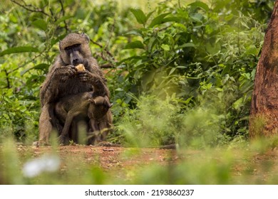 Kenya: Tsavo West National Park